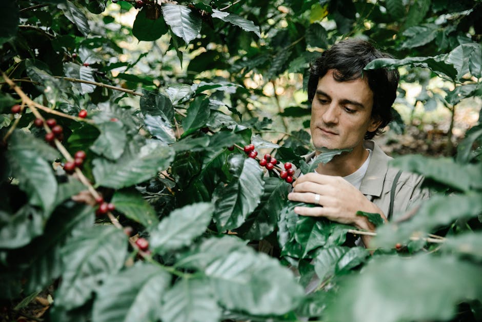 A vibrant coffee farm with lush green coffee plants and farmers carefully picking ripe coffee cherries under a clear blue sky.