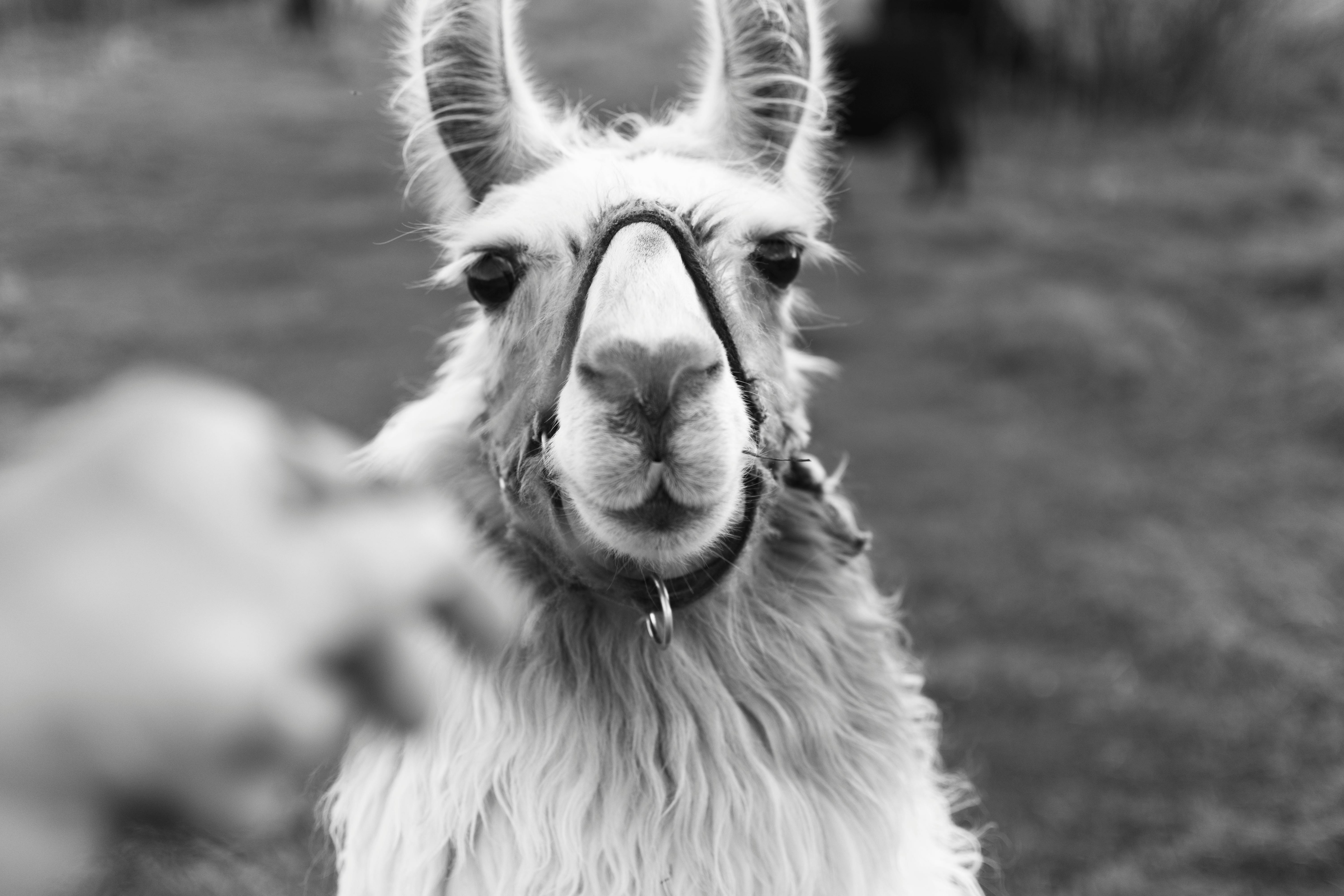 AI receptionist for Alpaca Farm