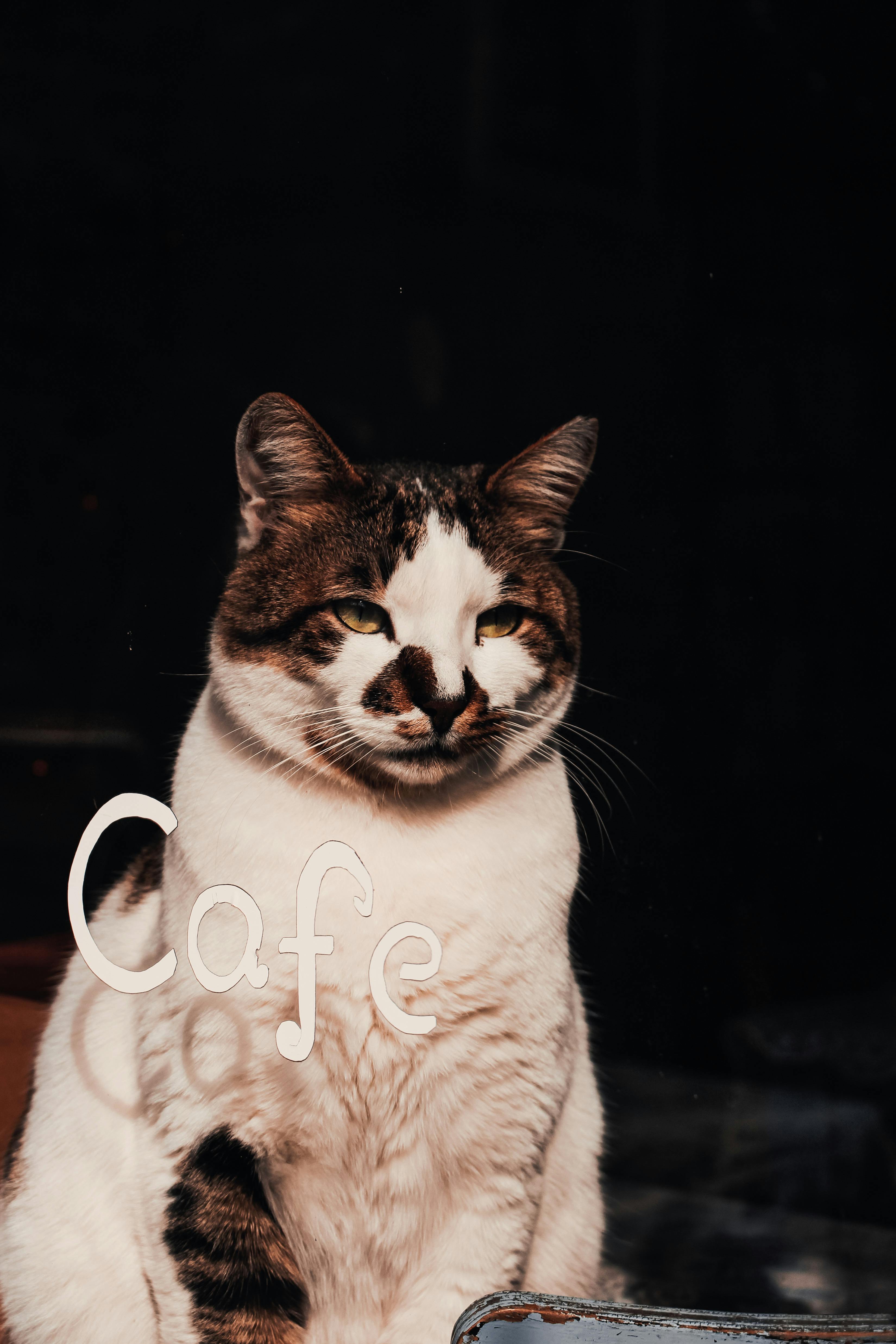 AI receptionist for Cat Cafe