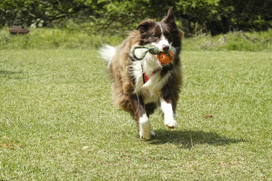 A friendly dog playing fetch at a daycare, symbolizing happy clients and pets