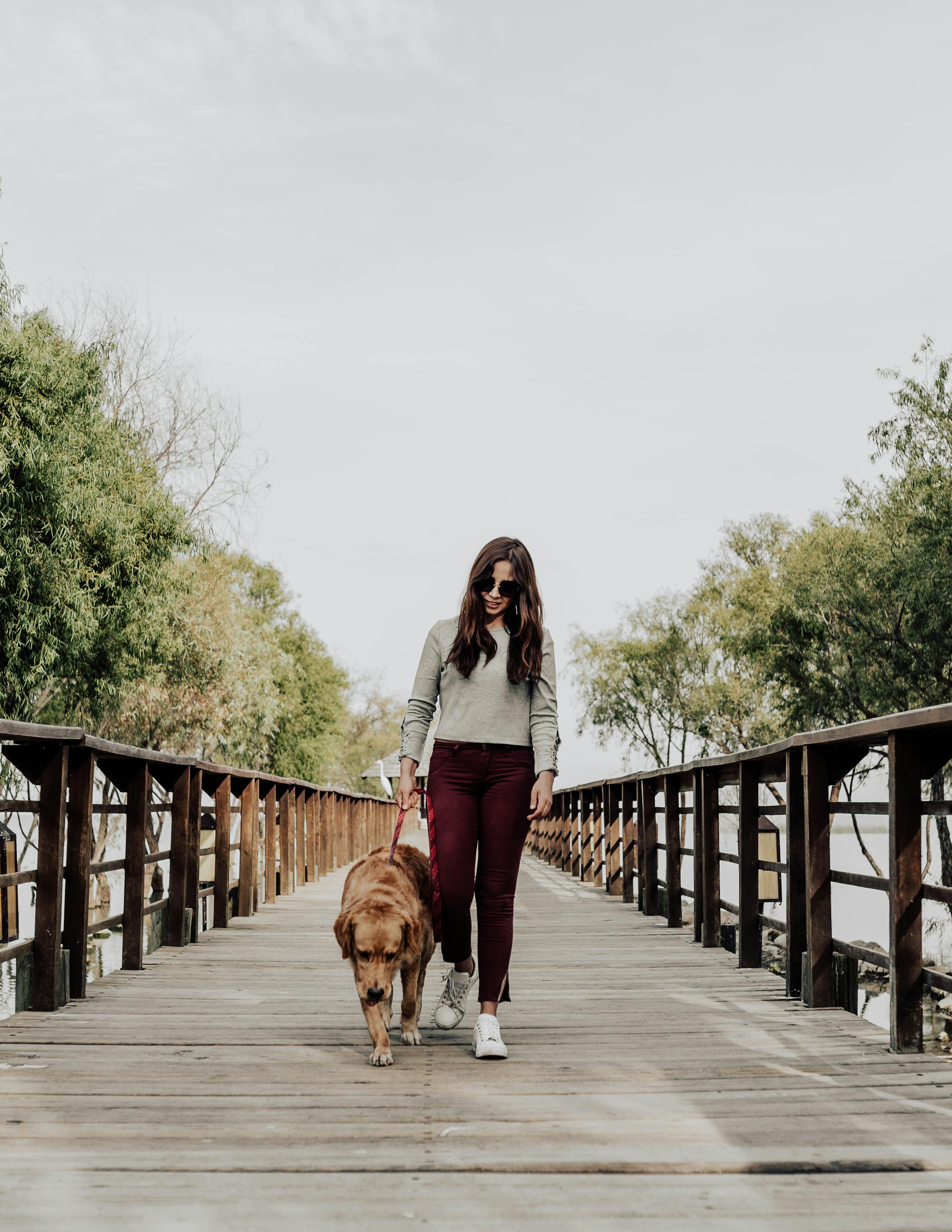 AI receptionist for Dog Walking