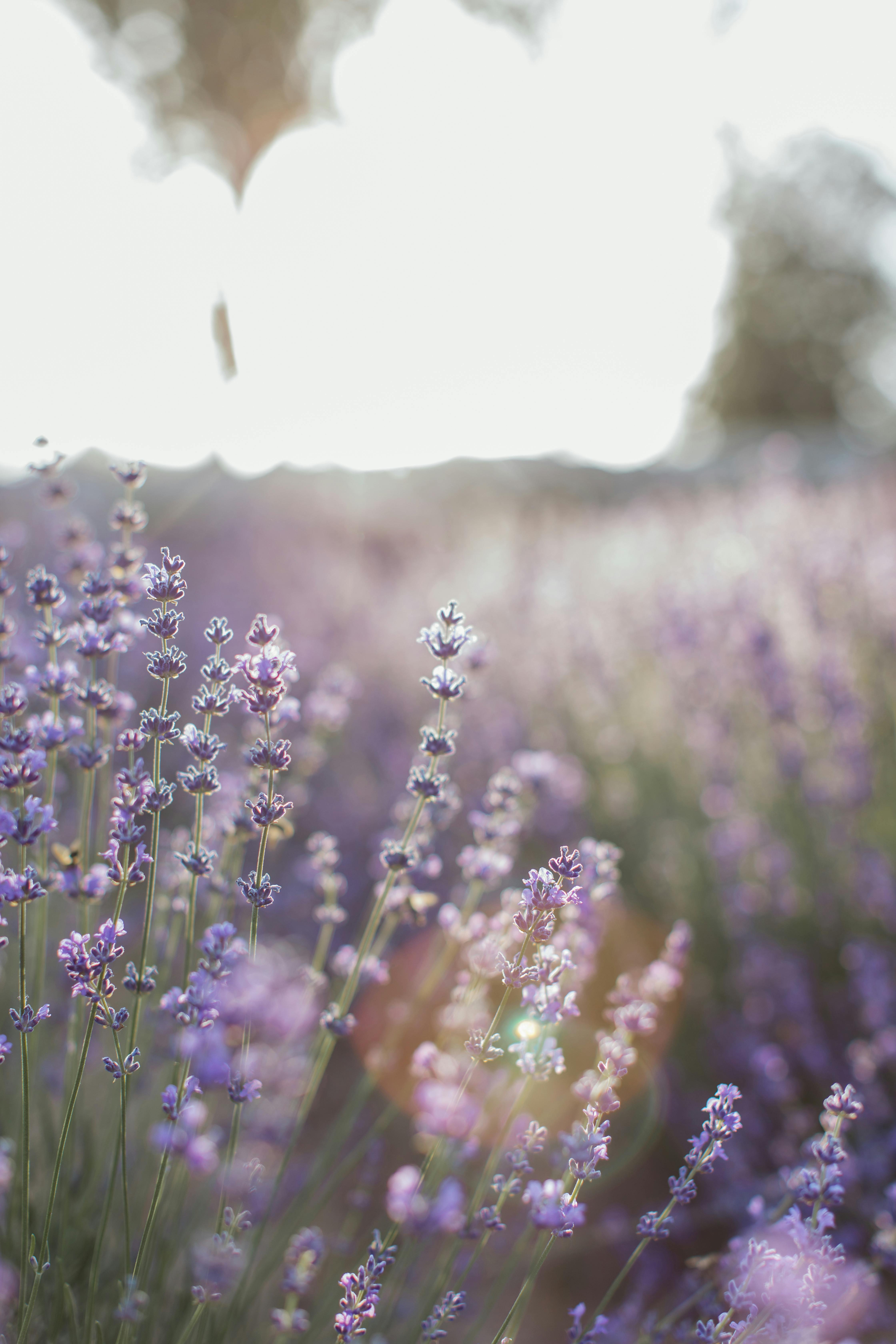 AI receptionist for Lavender Farm