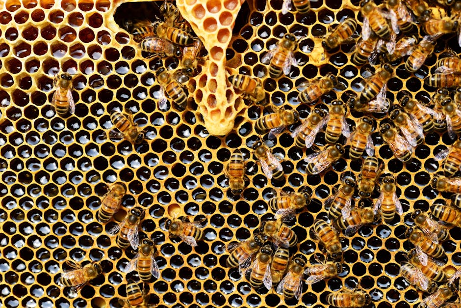 A close-up of a beekeeper inspecting a hive, showcasing the busy bees and delicate honeycomb.