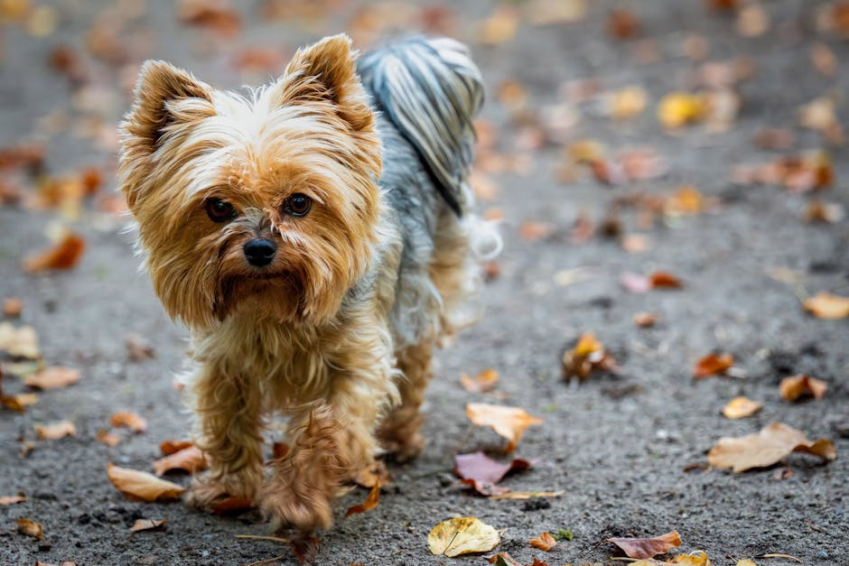 A friendly pet boarding agent talking on the phone with a happy pet owner, showcasing a warm and engaging environment.