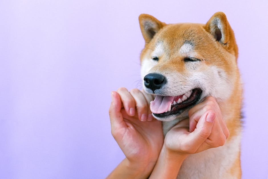 A warm, inviting image of a pet being cared for in a boarding facility, showcasing attentive staff and happy animals.
