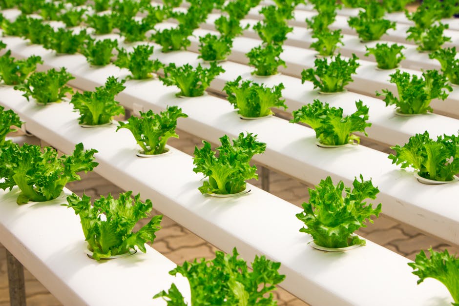 A vibrant hydroponic farm with fresh produce visibly growing, showcasing the beauty and innovation of modern farming.