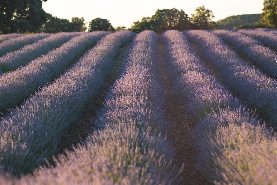 A picturesque view of a lavender farm, with blooming flowers and a welcoming phone agent interacting with a customer.