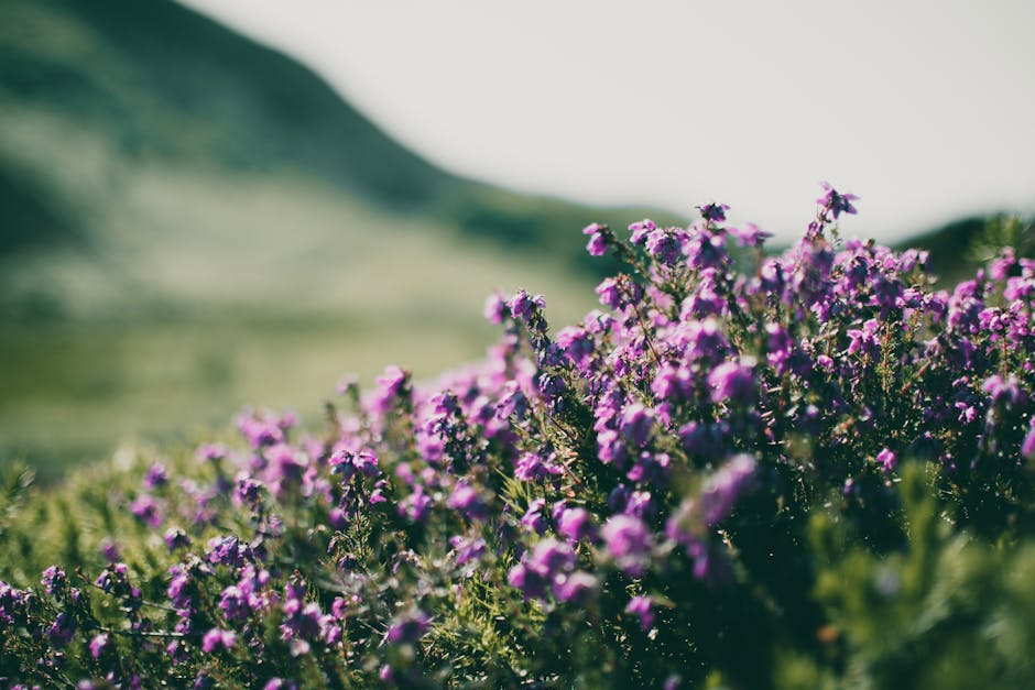 A vibrant field of blooming lavender, with customers happily picking flowers and engaging with staff.