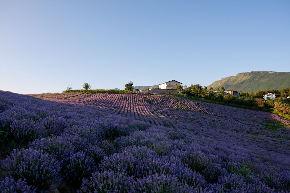 A serene lavender field at sunset, with a friendly phone agent using a headset while in the field.