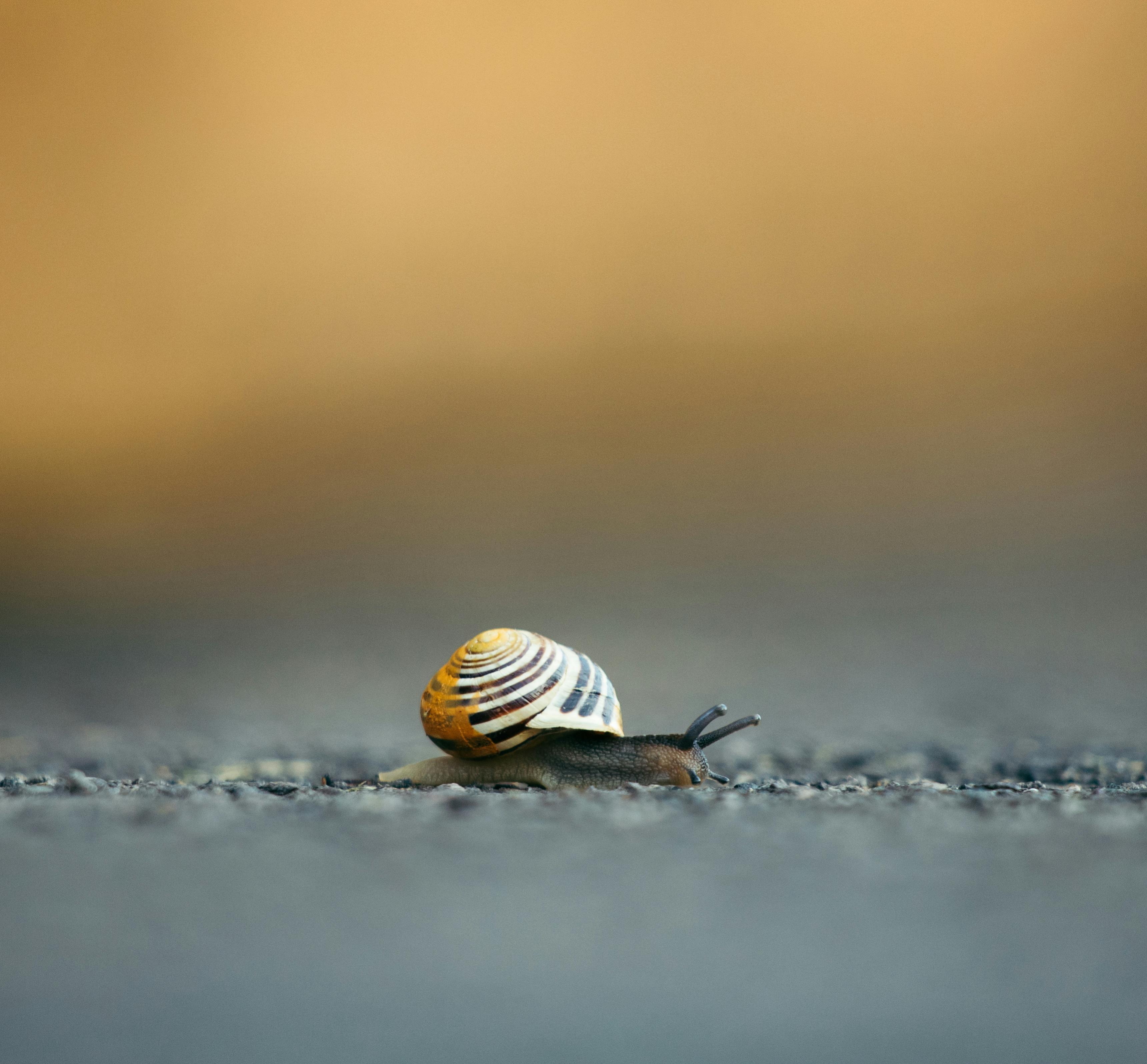 AI receptionist for Snail Farm