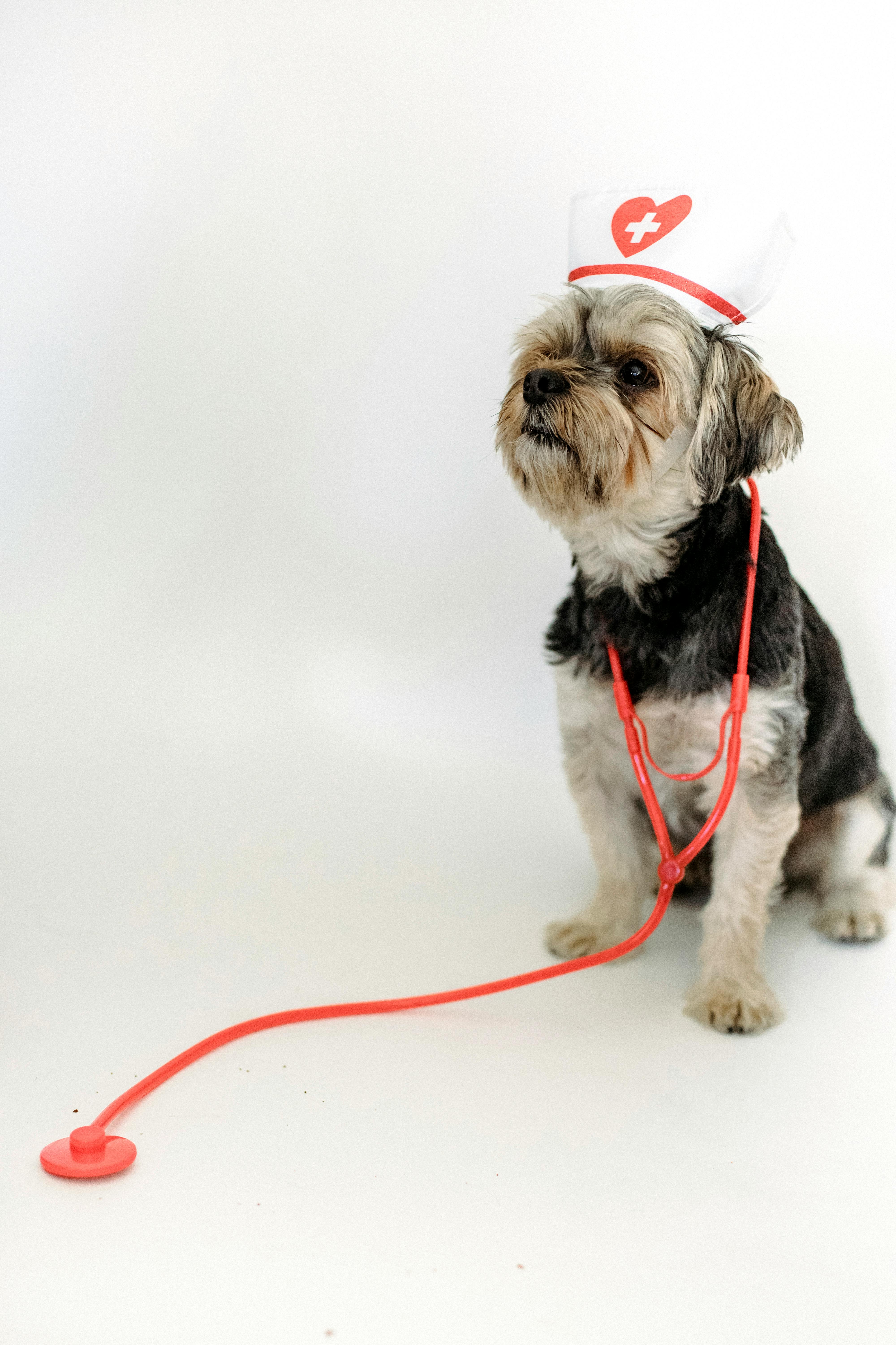 AI receptionist for Veterinary